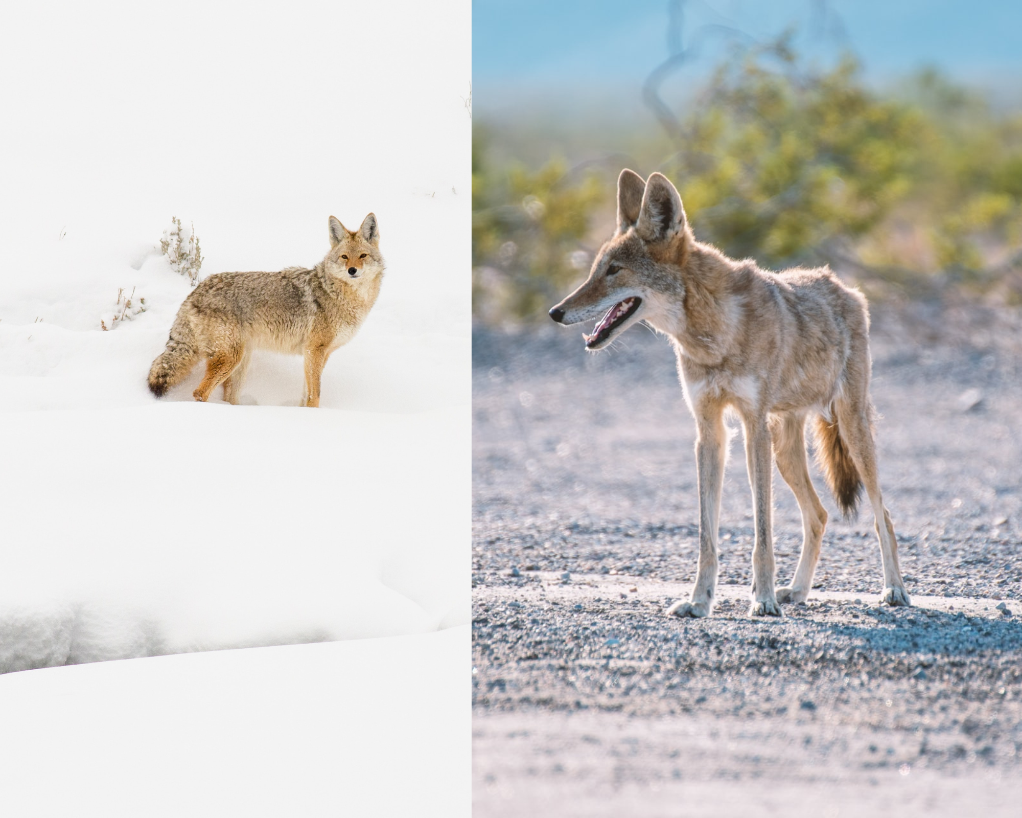 Konijn Circulaire Frons Mammoth Lakes Wildlife Highlight: The Mountain Coyote | Mammoth Lakes Blog